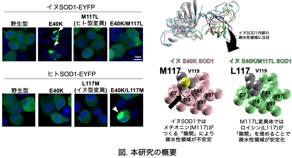 イヌ変性性脊髄症の原因となるSOD1タンパク質の 種特異的な凝集メカニズムを解明