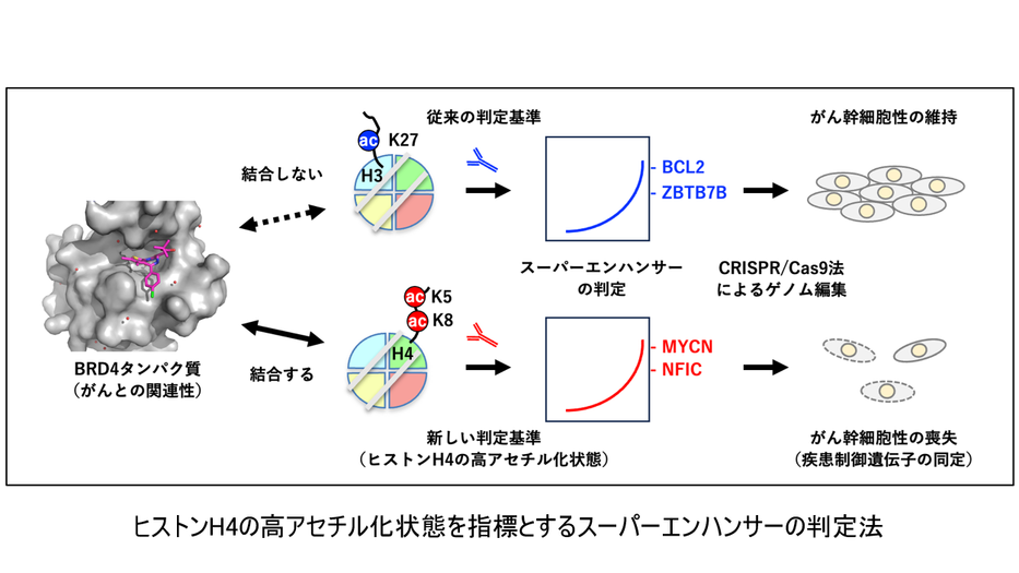 遺伝子発現を活性化するスーパーエンハンサーの再定義 －疾患制御遺伝子を同定する新手法－