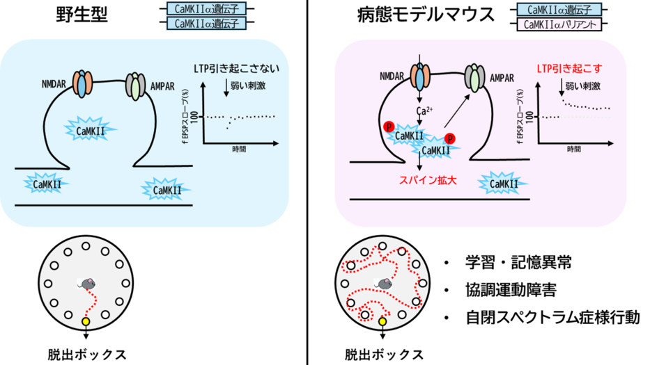 リン酸化酵素のバリアントが長期増強の亢進と学習障害を引き起こす～知的発達症の理解へ大きな一歩～