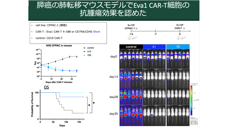 固形癌に対する新たなCAR-T細胞を開発！ 〜Eva1を標的とするCAR-T細胞療法が肺癌・膵癌マウスモデルで有効性を示す〜