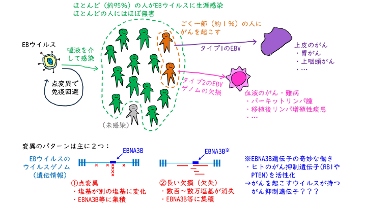 ありふれたウイルスががんを引き起こす機構を解明！～EBウイルスが多様ながんを起こすメカニズムを特定、治療法開発に期待～