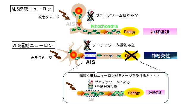 感覚ニューロンが筋萎縮性側索硬化症(ALS)に耐性を持つ理由を解明 〜感覚ニューロンの意外な構造的特徴が神経変性を防ぐ〜