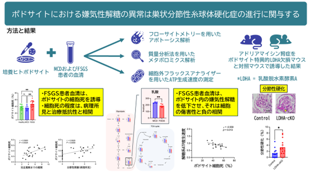 巣状分節性糸球体硬化症（FSGS）の鍵は