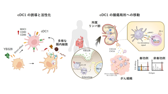 腸内細菌は樹状細胞を介して腸から離れたがんの免疫環境に影響する 免疫チェックポイント阻害薬の作用に関与する新たな腸内細菌を同定 －英国科学雑誌「Nature」で発表－