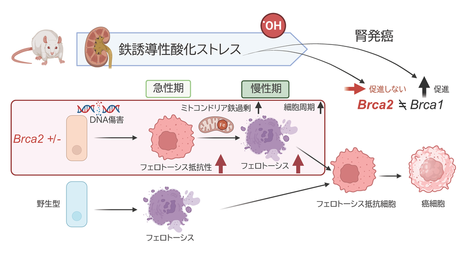 酸化ストレスはBRCA2変異による発がんを促進しない！ フェロトーシス誘導が発がんを打ち消す新知見