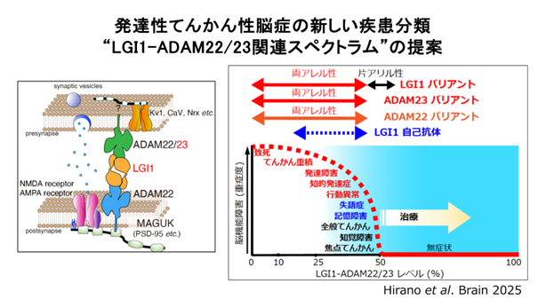LGI1-ADAM22/23経路の破綻は海馬原性のてんかん性脳症を引き起こす～国際多機関共同研究により病態解明～