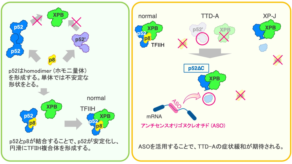TFIIH転写因子複合体の構造維持機構を解明～希少難病トリコチオジストロフィーの創薬開発へ応用～