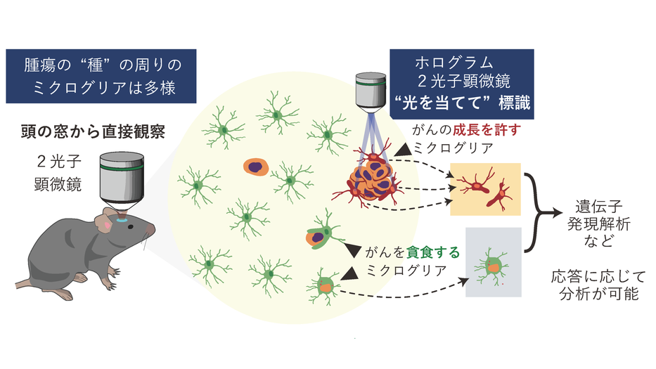 脳転移の最初の瞬間に光を当てる  ―脳の番人ミクログリアが、がんの「種」を食べる―