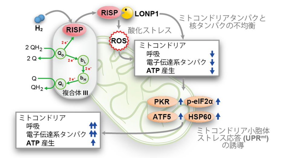 分子状水素はリスケ鉄硫黄タンパク質を標的にする ―分子状水素の分子作用機構を解明―