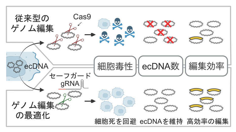 がんの進化の力を白日のもとに ～がん細胞の環状の染色体外DNAを標的にしたゲノム編集技術の開発に成功～