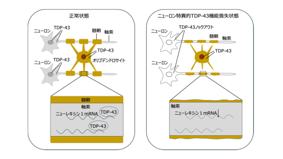 ALSの原因タンパク質TDP-43の新たな機能を発見