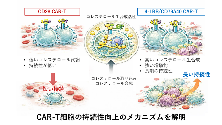 がん免疫療法CAR-Tの効果を支える新しい仕組みを発見 ～コレステロール生合成がCAR-T細胞の長期活性を保つ鍵に～