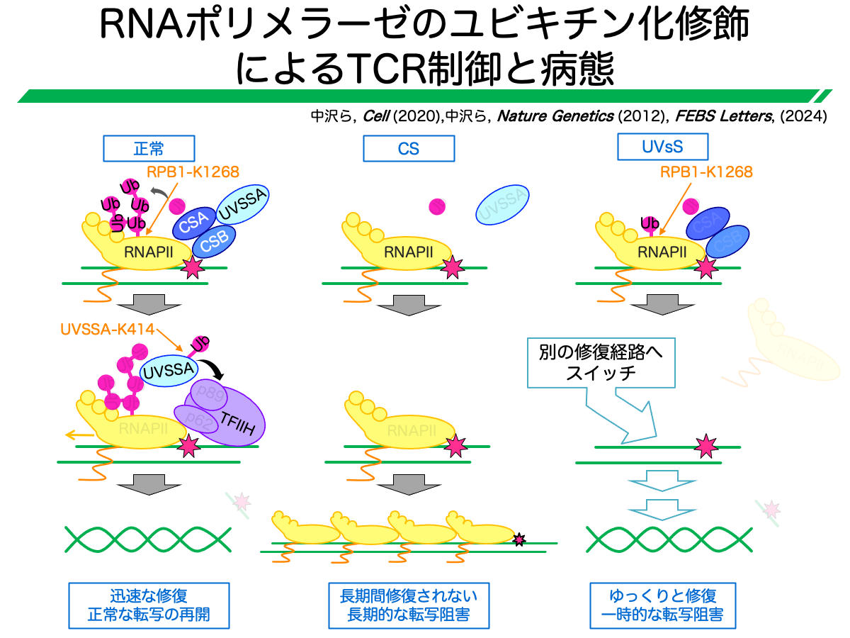 RNAポリメラーゼのユビキチン化修飾によるTCR制御と病態