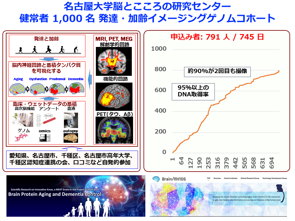 脳血流動態を探る