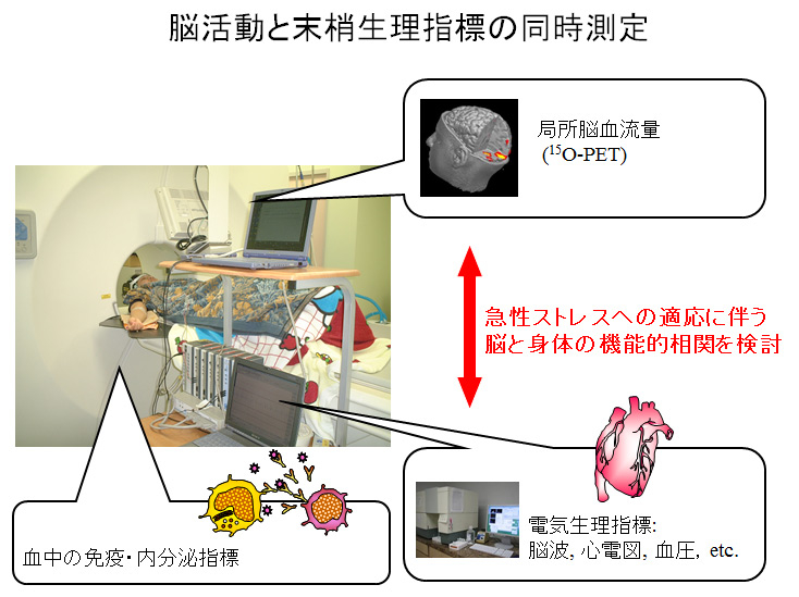 急性ストレスへの適応を担う脳と身体のメカニズム