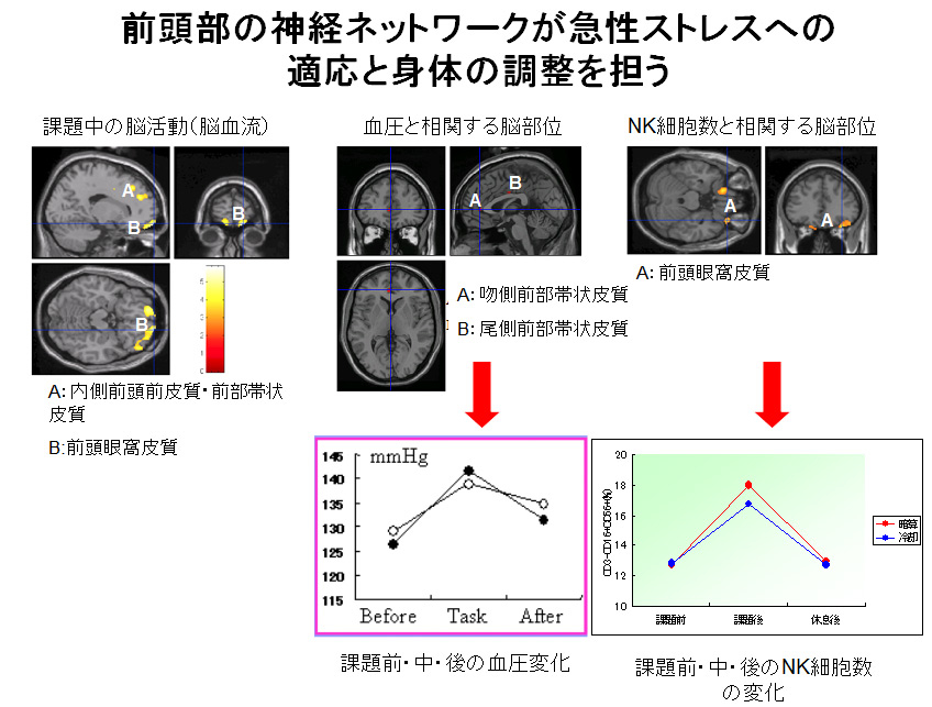 急性ストレスへの適応を担う脳と身体のメカニズム