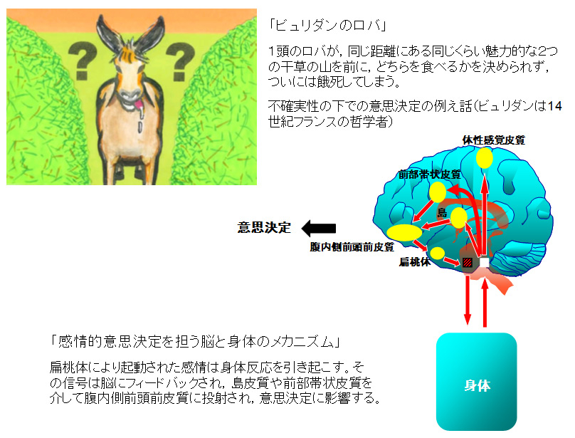 感情的意思決定を担う脳と身体のメカニズム