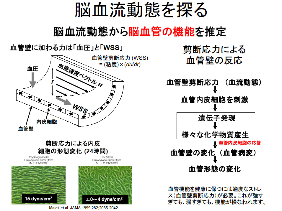 脳血流動態を探る