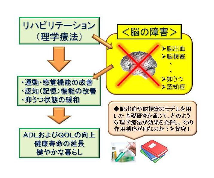 脳動脈瘤の血流動態