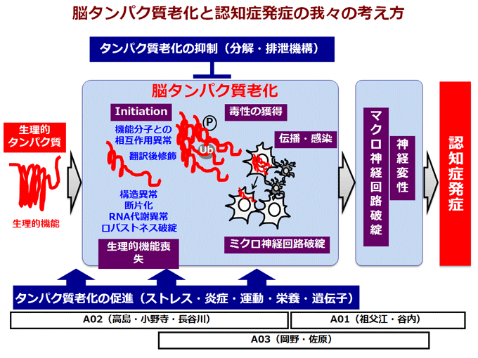 脳タンパク質老化と認知症発症の我々の考え方