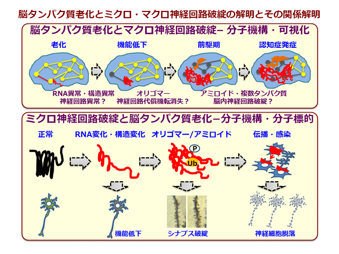 脳タンパク質老化とミクロ・マクロ神経回路破綻の解明とその関係解明