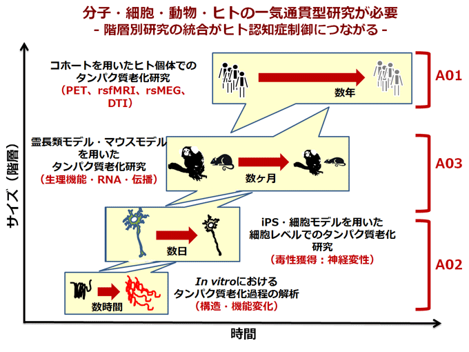 分子・細胞・動物・ヒトの一気通貫型研究が必要 - 階層別研究の統合がヒト認知症制御につながる -