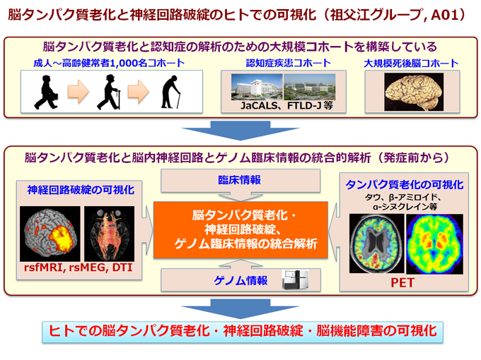 脳タンパク質老化と神経回路破綻のヒトでの可視化（祖父江グループ, A01）