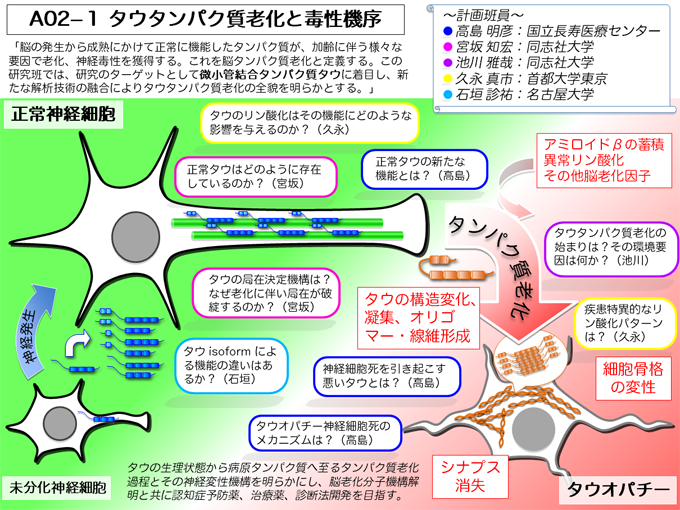 A02?１ タウタンパク質老化と毒性機序