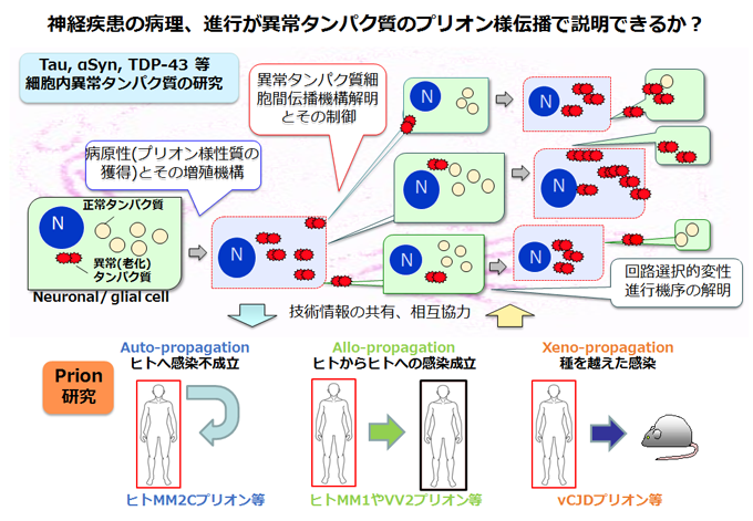 神経疾患の病理、進行が異常タンパク質のプリオン様伝播で説明できるか？