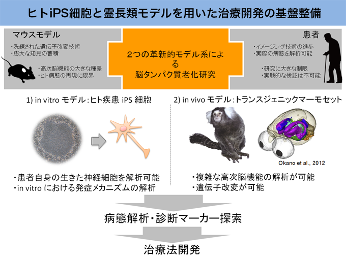 ヒトiPS細胞と霊長類モデルを用いた治療開発の基盤整備