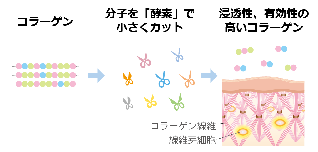 酵素処理によりコラーゲンの分子を小さく切断するイメージ図