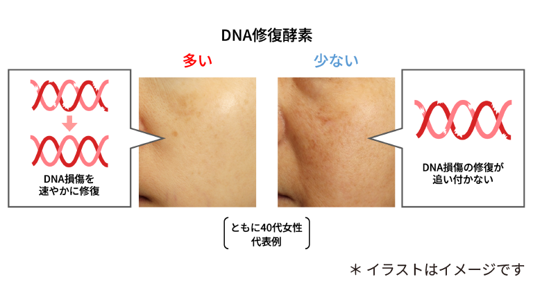 DNA修復酵素を増やすことが、
肌の衰えを防ぐカギの詳細画像