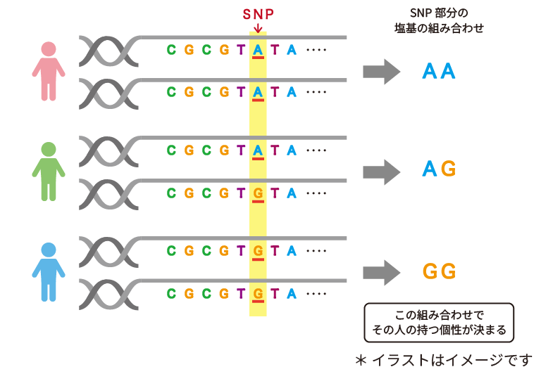 遺伝子検査の指標となるSNPを発見!の詳細画像