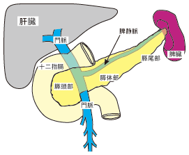 膵内分泌腫瘍とは 膵内分泌腫瘍 名古屋大学医学部附属病院 乳腺 内分泌外科