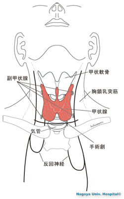 神経 反 麻痺 回 反回神経麻痺の特徴・症状と治療法について【医師監修】救急病院一覧あり