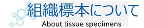 組織標本について