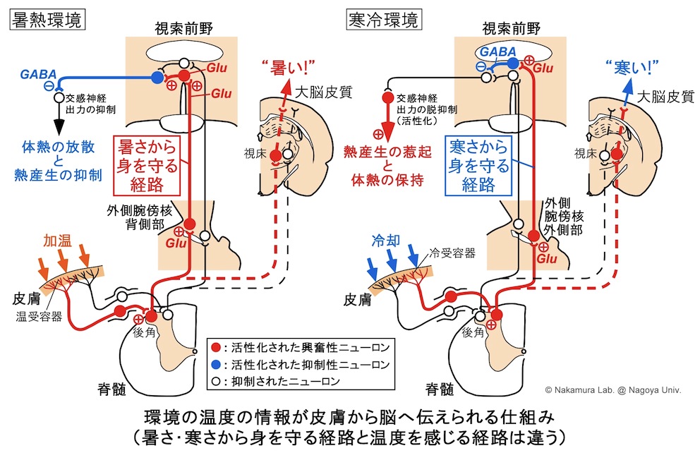 体温 の 恒常 性 を 保つ 中枢 は どれ か