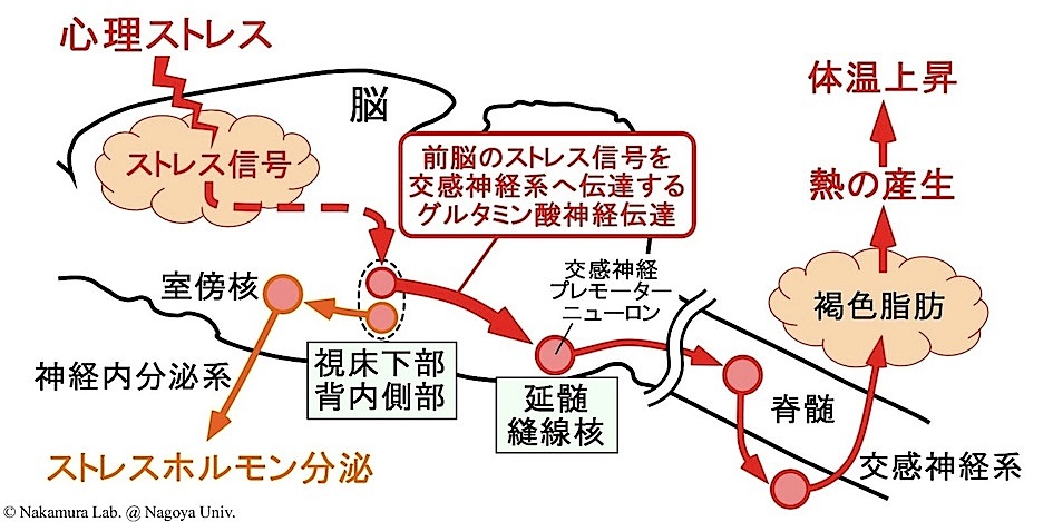 上がる 運動 すると 体温