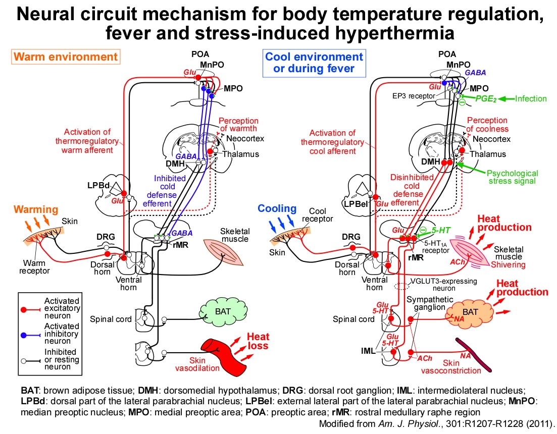 . Historicus Tegenwerken Central Mechanism of Body Temperature Regulation and Stress  Responses—Reasearch Progress in Nakamura Lab at Nagoya Univ.