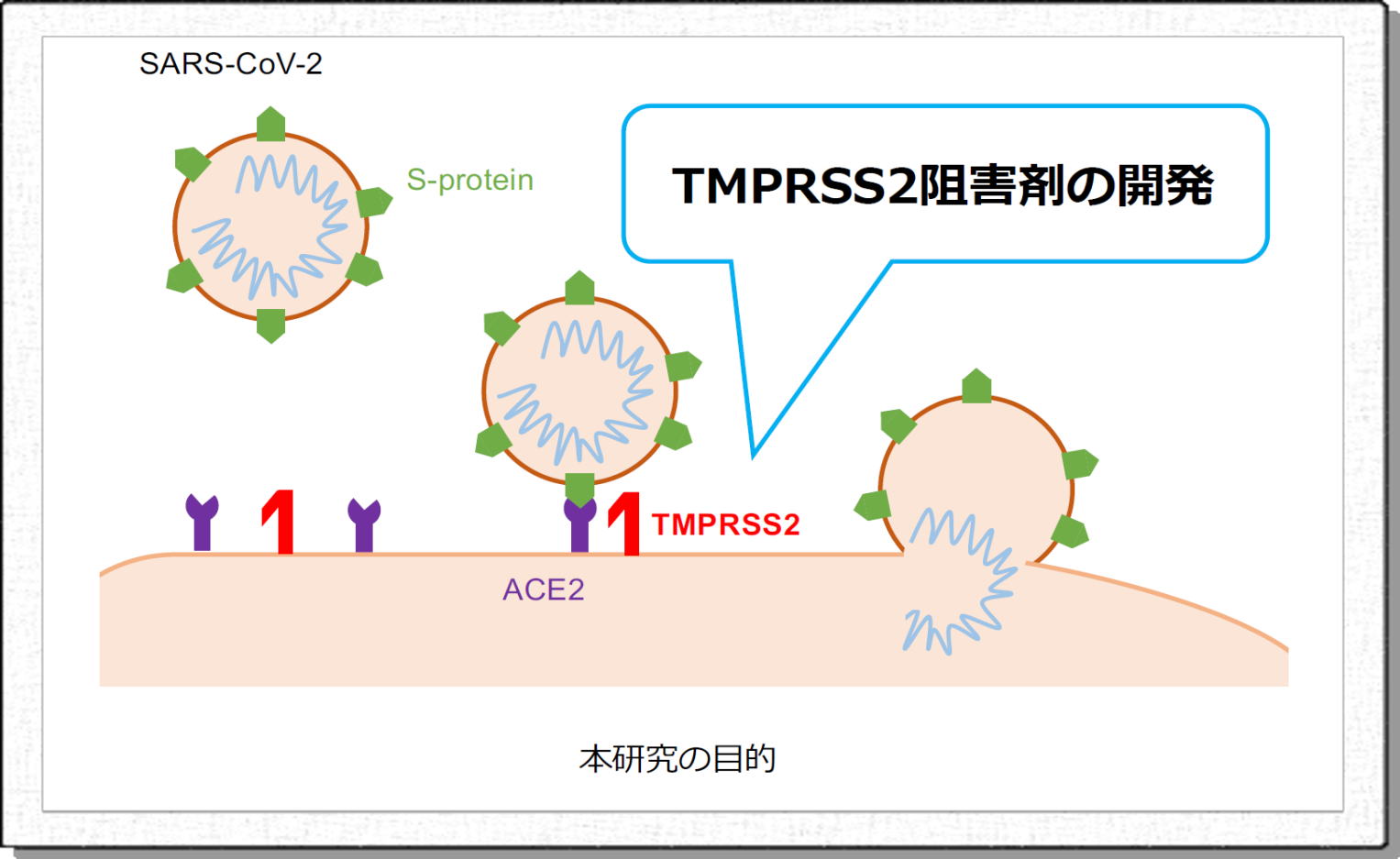 研究テーマ 名古屋大学 ウイルス学